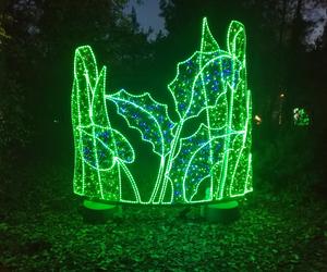 Park Iluminacji w Poznaniu. Magiczny Las