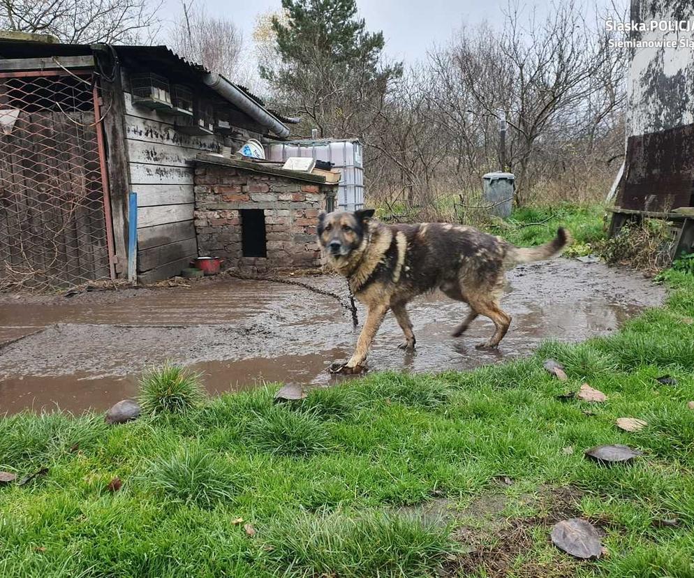 Właściciel dwóch psów skazany za znęcanie się nad zwierzętami