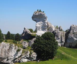 Oblężenie na zamku w Ogrodzieńcu w długi weekend