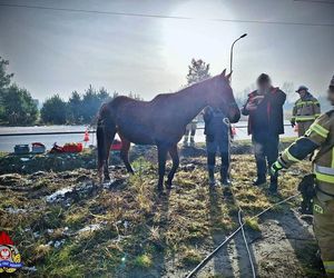 Imielin: Strażacy ratowali konia. Zwierzę wpadło do rowu i nie mogło się wydostać