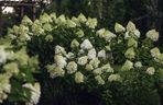 Hortensja bukietowa 'Polar Bear'