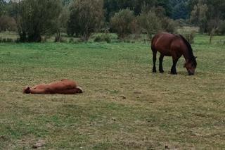 Serce pana Franciszka nie wytrzymało, gdy jego klacz padła na ziemię. Finał historii wyciska łzy