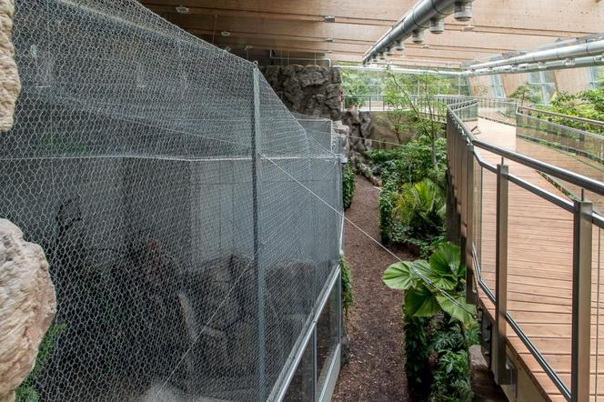 Pawilon lasu deszczowego w Śląskim Ogrodzie Zoologicznym w Chorzowie