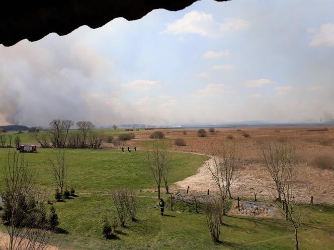 Biebrzański Park Narodowy. Ogromny pożar największego parku narodowego w Polsce