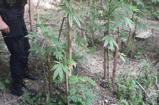 Łódź. Sprawdzali, kto wylewa ścieki do rzeki, znaleźli ogromne krzaki marihuany