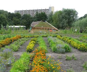 Przekierowanie, Edible Park by Nils Norman