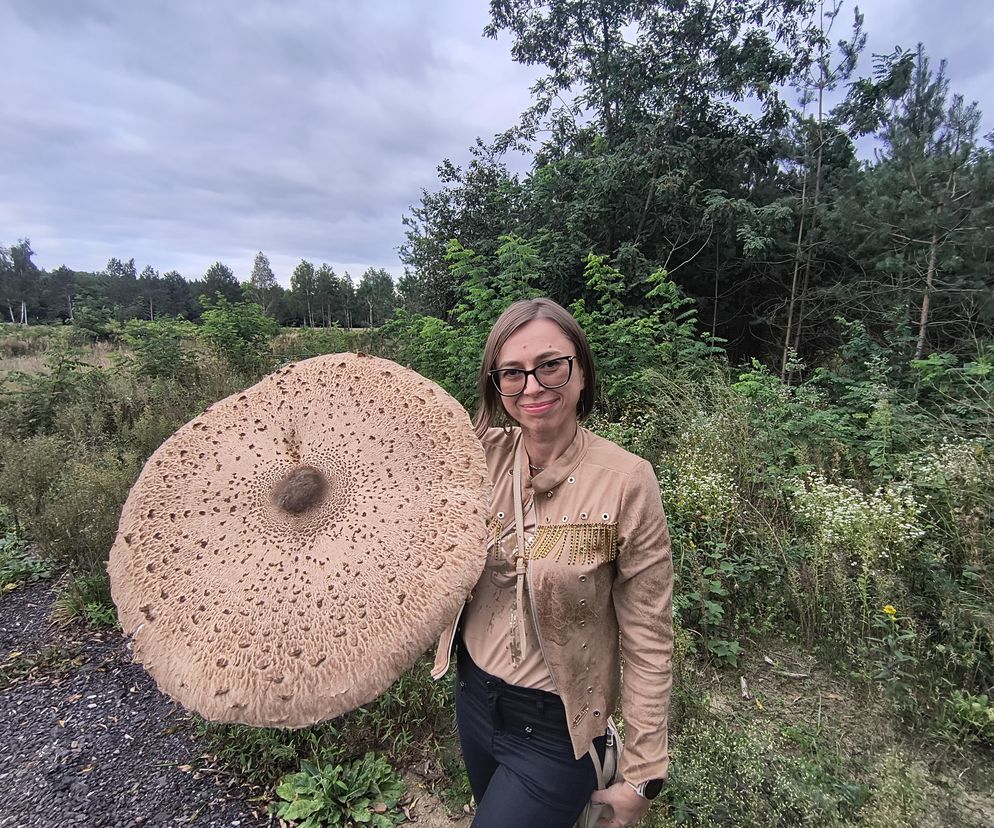 Gigantyczna kania w Łódzkiem