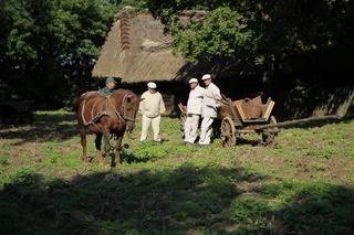Wykopki kartoflane w lubelskim skansenie
