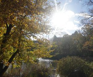 Park Wilsona jesienią