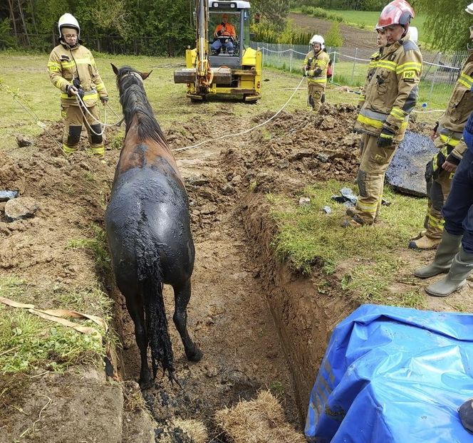 Strzyżów. Koń w dole