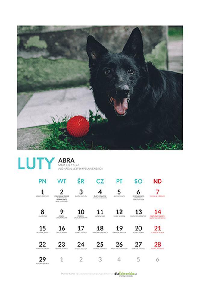 Luty - kalendarz ze zwierzętami
