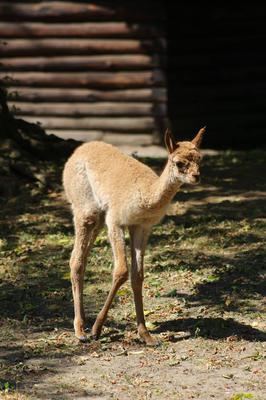 Wigoń z Andów na Pradze