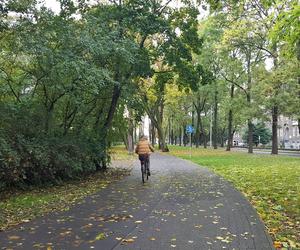 Są pieniądze na pielęgnację drzew w miejscu dawnych fortyfikacji i promenad w Lesznie