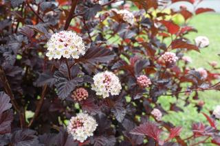 Rośliny szybko rosnące czyli sposób na bujny ogród