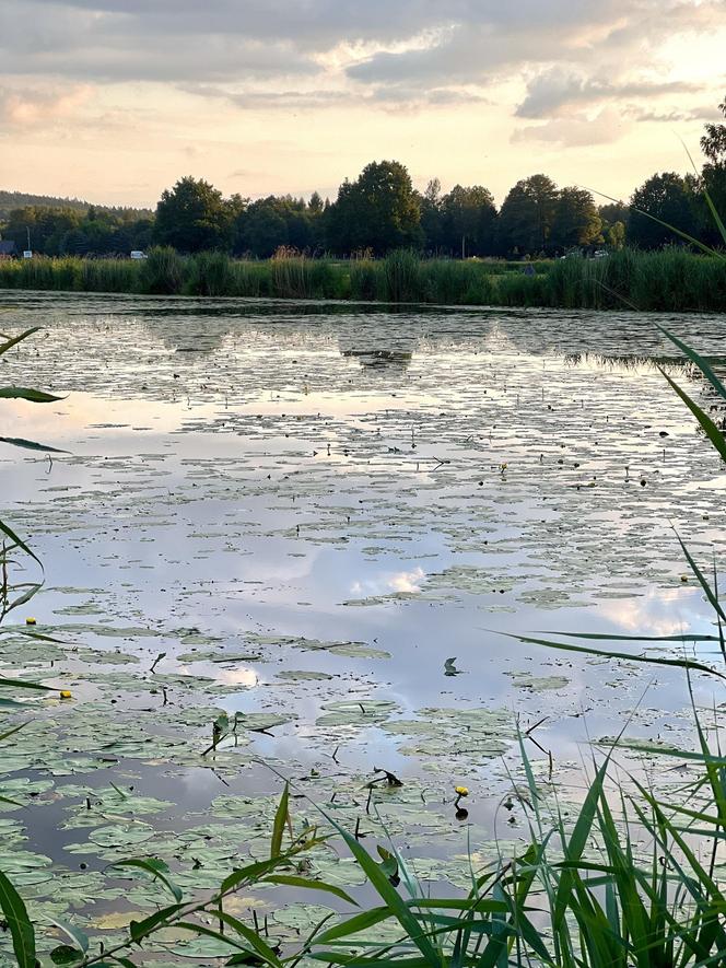 Szukacie ciszy i spokoju nad wodą? Zalew Umer to świętokrzyska oaza