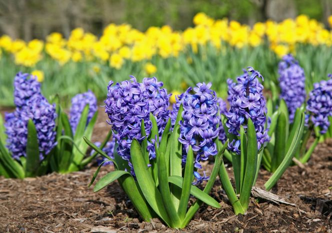 Poznaj gatunki i odmiany roślin cebulowych o kwiatach białych, żółtych i niebieskich 