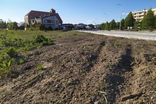 Teren łąki kwietnej przy remontowanej ul. Monte Cassino oraz postępy remontu - ZDJĘCIA