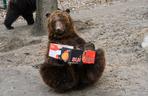 Tak „ćwiczy” niedźwiedź uratowany z kijowskiego ZOO