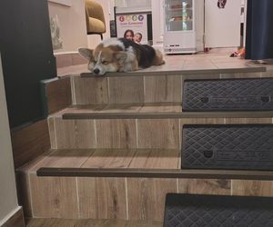 Pierwsza w Polsce kawiarnia z psami Corgi
