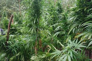 Ogromne plantacje marihuany w lesie pod Tuszynem! [ZDJĘCIA] Akcja policji trwała tam KILKA GODZIN!