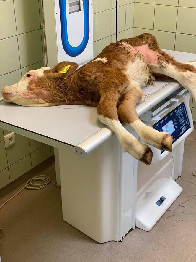 Cielak Pawełek musi nauczyć się chodzić [ZDJĘCIA