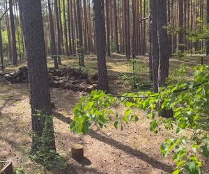 Julia Wieniawa zamieszkała w lesie