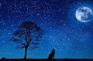 Zaćmienie Księżyca i spadające gwiazdy - listopad 2020. Kiedy patrzeć w niebo?