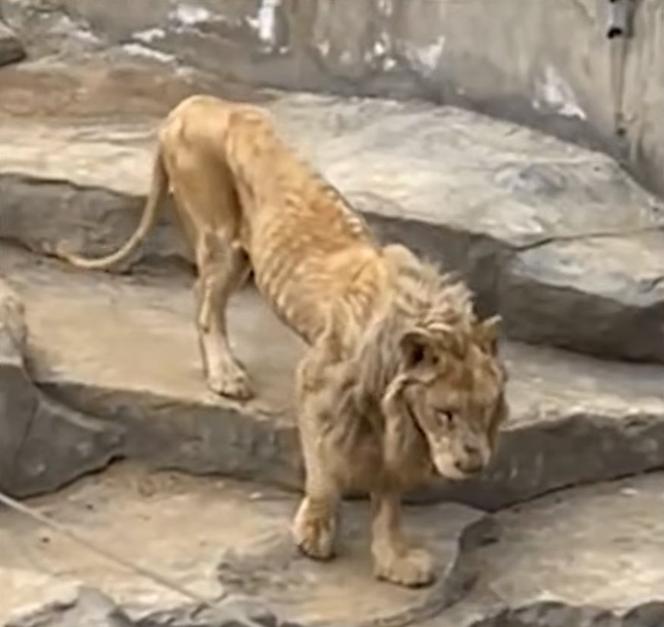 Szokujące nagranie z zoo. Skrajnie wychudzony lew ledwo się rusza