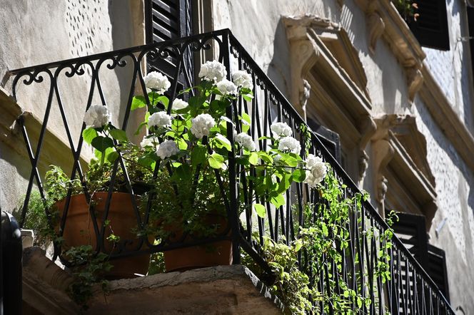 Jak urządzić balkon w stylu francuskim? Bez tych roślin ani rusz!