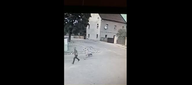 Pies RZUCIŁ SIĘ na młodą kobietę. PRZERAŻAJĄCE wideo [ZOBACZ]