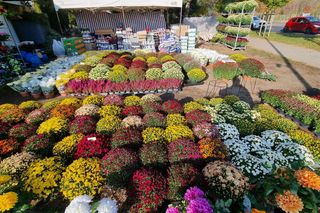 Korki i pełne parkingi. Tak wygląda sobota przed cmentarzem na Junikowie