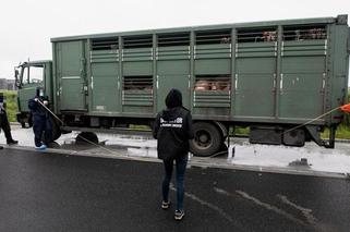 Za dużo zwierząt w jednym transporcie