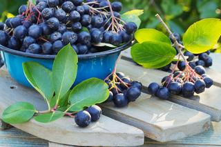 Aronia uprawiana w doniczce na balkonie nie wypuszcza pąków [Porada eksperta]