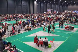 Międzynarodowa Wystawa Psów Rasowych w Bydgoszczy