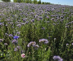 Łąki kwietne na Podkarpaciu