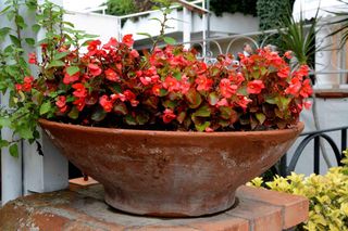 Begonia stalekwitnąca