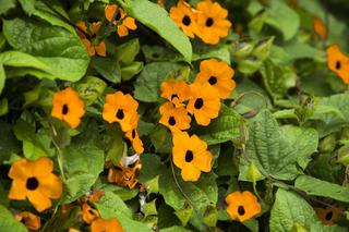 Chora Thunbergia [Porada eksperta]