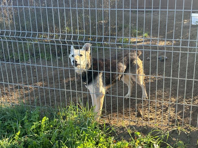 Przygotowania do nadchodzącej zimy. Odwiedziliśmy olsztyńskie Schronisko dla zwierząt [ZDJĘCIA]