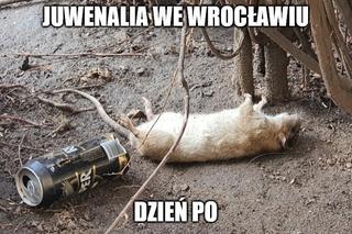 Szczury przejęły władzę nad Wrocławiem. Zobacz Najlepsze MEMY!