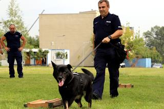 Policyjne psy podczas atestacji