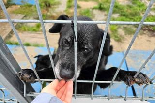 Powódź. Schronisko dla zwierząt w Świdnicy