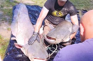 Gigantyczne sumy złowione w stawie w Starym Sączu