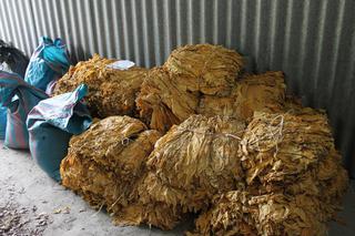 Brzescy policjanci zabezpieczyli 150 kg liści tytoniu i 80 kg suszu krajanki tytoniowej