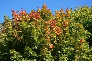 Filary porośnięte bluszczem w Lublinie! Tak się prezentują w jesiennej odsłonie