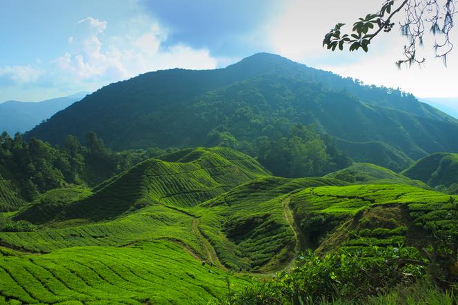 Herbata 