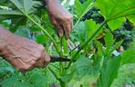 Okra (piżmian jadalny)