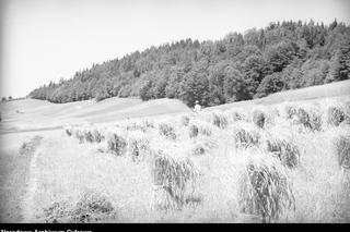 Złote pola czas skosić! Tak wyglądało żniwowanie w XX wieku. ZDJĘCIA