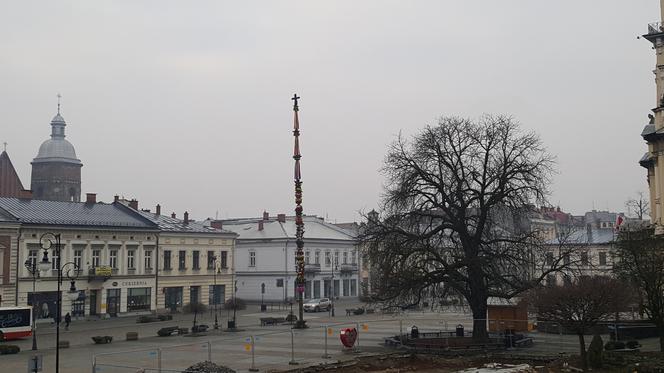 GIGANTYCZNA palma wielkanocna na Rynku. Zobacz jak ją postawili [FILM, ZDJĘCIA]