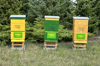 Pszczoły w zajezdni 