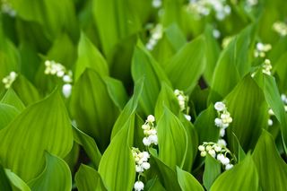 Konwalia majowa - Convallaria majalis